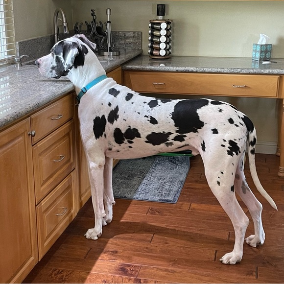 Meet your Posher, Jill - Picture 7 of 10